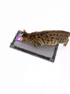 Petrebels Scratch Corner 57