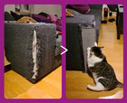 Petrebels Scratch Corner 57