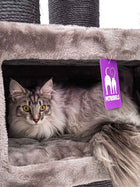 Petrebels Parklane 131 kasside ronimispuu, Cappuccino