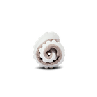Leguanito Scio, rose