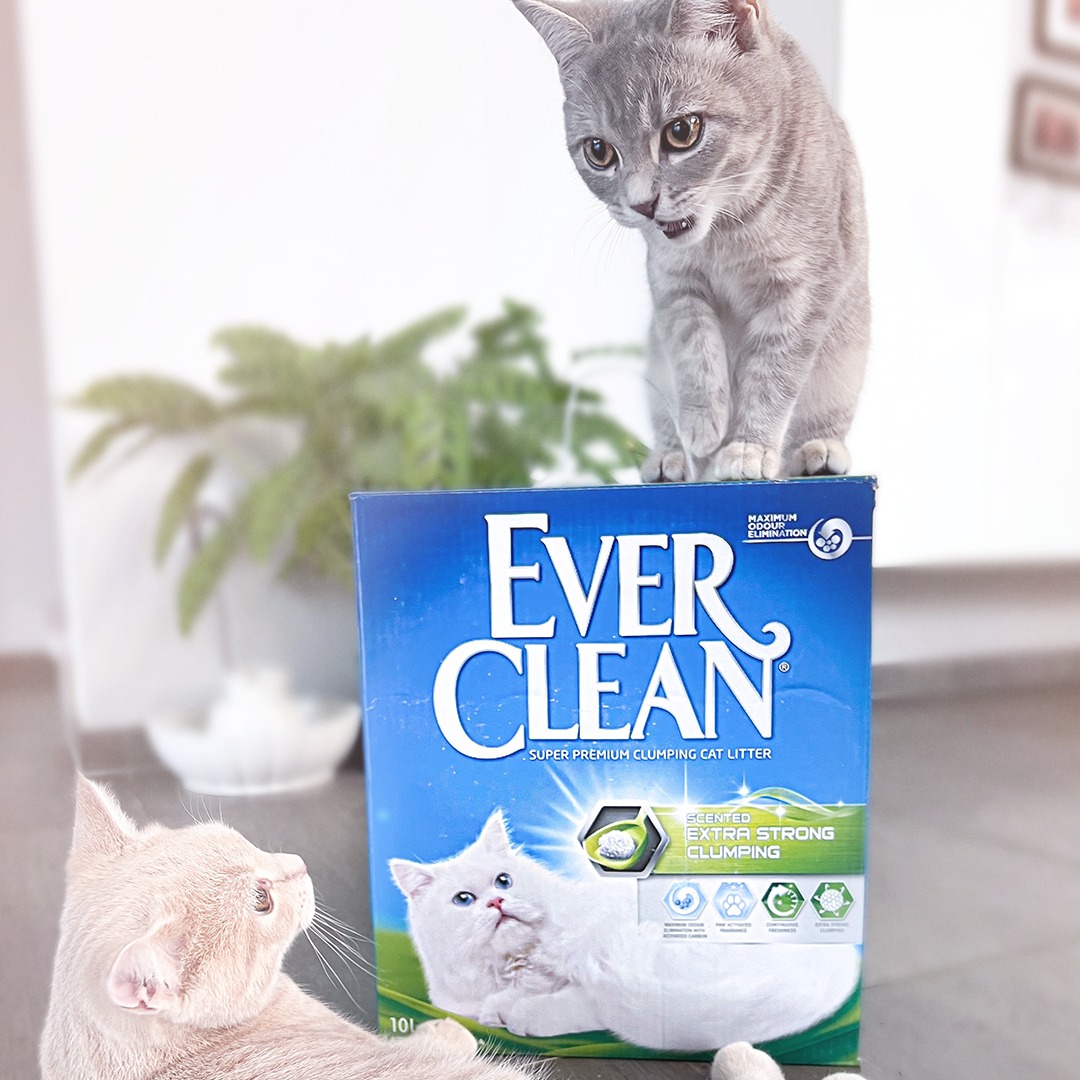 Ever Clean® Extra Strong Clumping Cat Litter – Scented,10kg Kassiliiv - HellyK - Kvaliteetsed lasteriided, villariided, barefoot jalatsid
