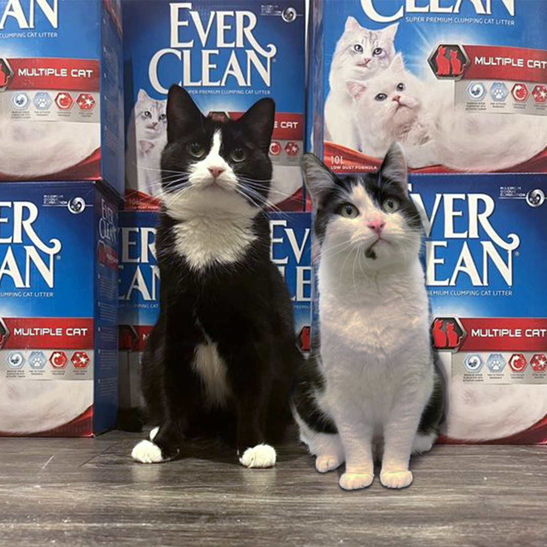 Ever Clean® Multiple Cat Clumping Cat Litter,10kg Kassiliiv - HellyK - Kvaliteetsed lasteriided, villariided, barefoot jalatsid