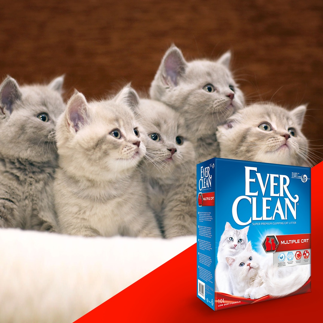 Ever Clean® Multiple Cat Clumping Cat Litter,10kg Kassiliiv - HellyK - Kvaliteetsed lasteriided, villariided, barefoot jalatsid