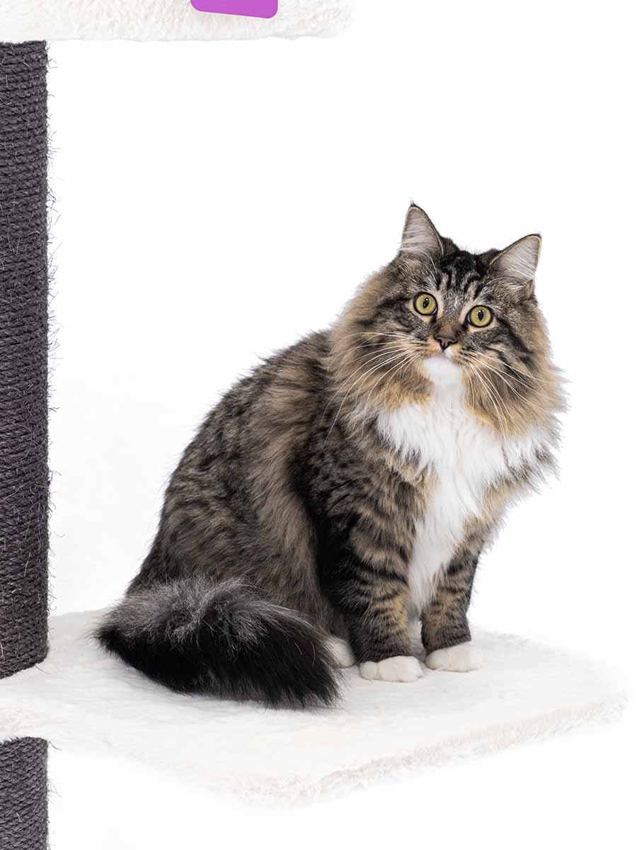 Petrebels Cat Tree Maine Coon 117, Off white Lemmikloomadele - HellyK - Kvaliteetsed lasteriided, villariided, barefoot jalatsid